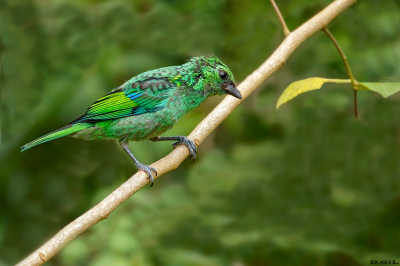 SAÌRA MILITAR (Tangara cyanocephala) (J)